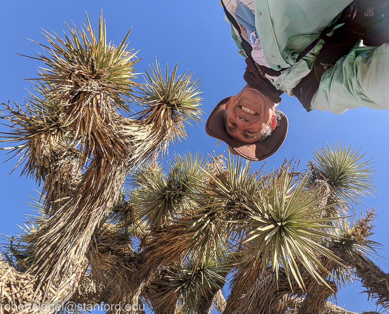 Joshua Tree